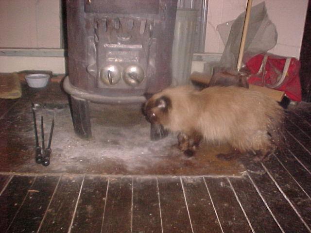 Beloved ghost-kitty seeking warmth by the woodstove