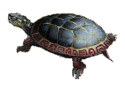 13 moon turtle